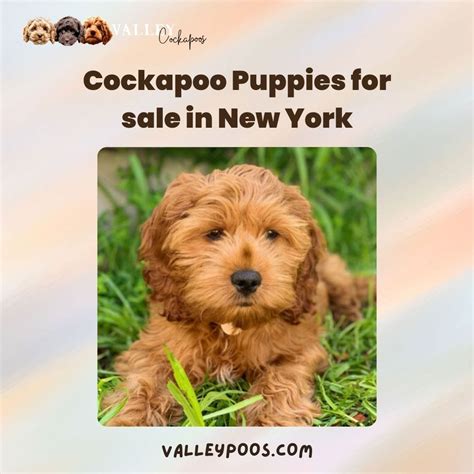 Image result for Cockapoo Traits