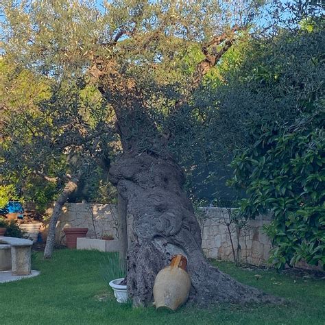 ASTRA (Alberobello, Puglia, Italy) - Inn Reviews, Photos, Rate ...