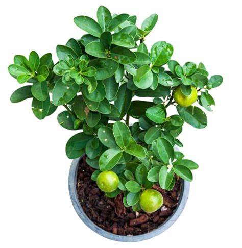 Puspita Nursery Thriving Kagzi Nimboo Plant – Lush Citrus Delight for