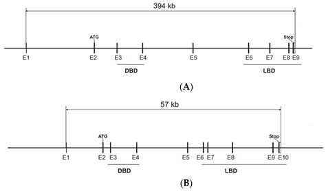 Estrogen Receptor Knockout Mice and Their Effects on Fertility