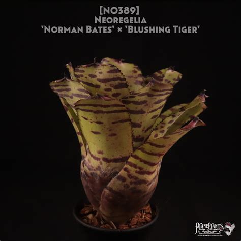 【送料無料】Neoregelia 'Norman Bates' x 'Blushing Tiger'〔ネオレゲリア〕現品発送N0389 ...