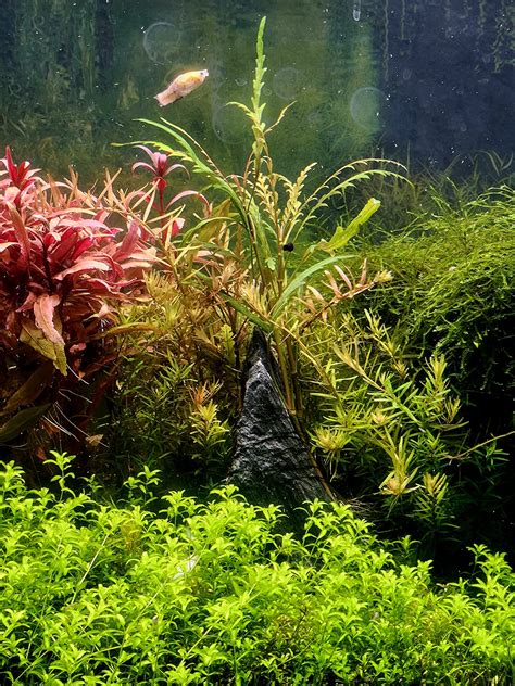 Utkarsh Aquarium EDTA Micro (CSMB) Mix (EDTA Chelated 100% Water ...