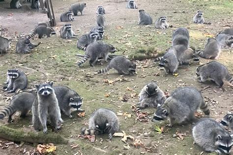 What Kills Raccoons Home Remedies