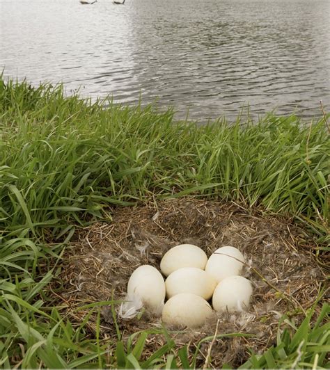 Managing Wildlife Damage: Canada Goose (Branta canadensis) | VCE Publications | Virginia Tech