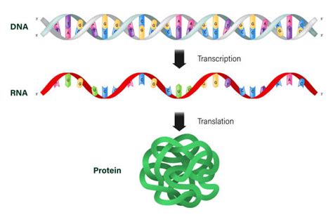 Image result for Protein Synthesis Explained