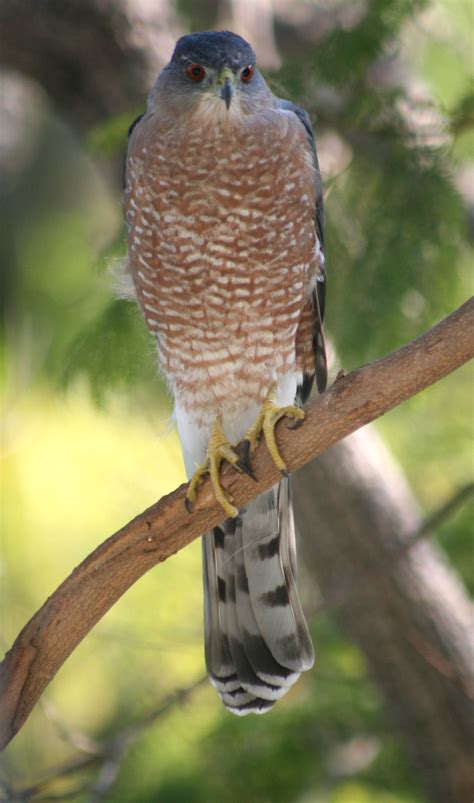Birds of Westwood: Cooper's Hawk