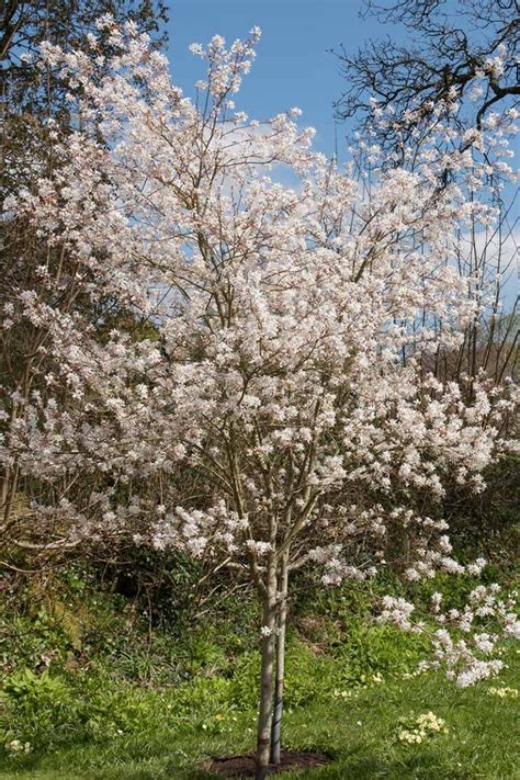 Image result for Serviceberry Tree Varieties