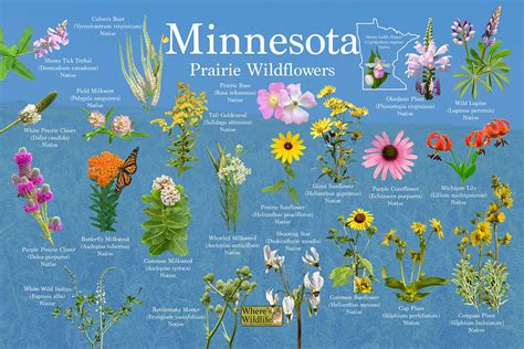 Minnesota Wildflowers
