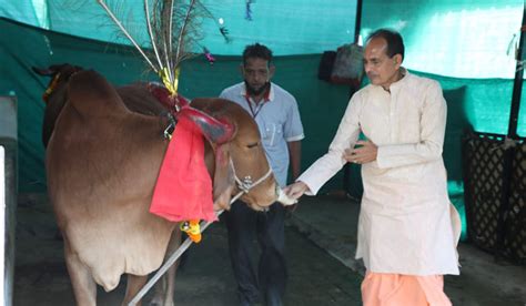 MP CM announces intention to impose cow cess; develop cow research ...