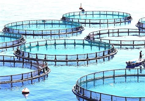 What Is Fish Farming 的图像结果