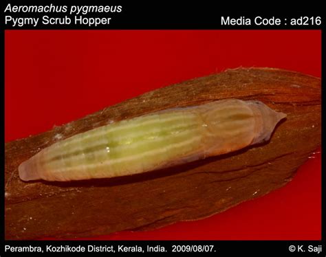 Aeromachus pygmaeus | Butterfly