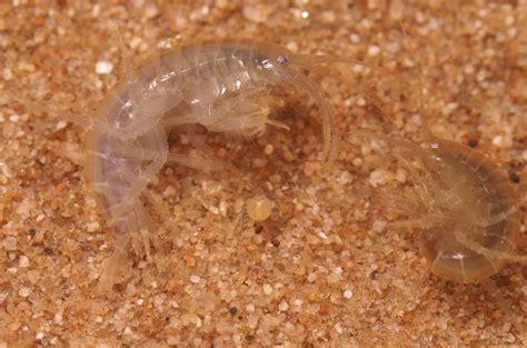 Water Fleas In Aquarium