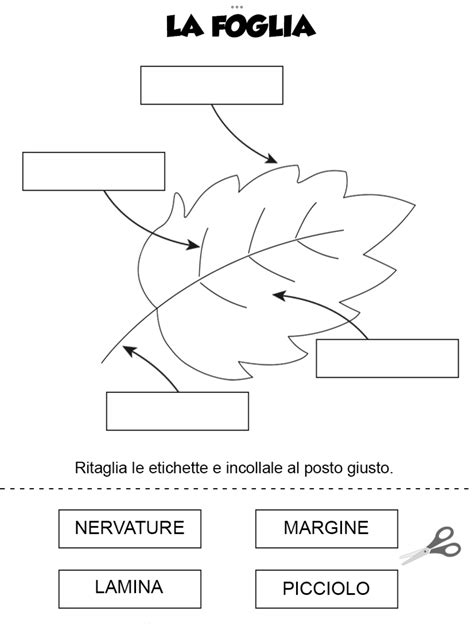 Diagram of a Plant in Spanish