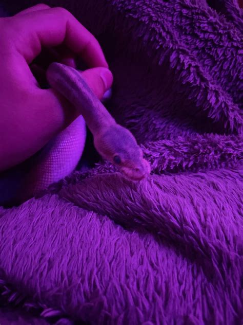 Image result for Ball Python 1 Minute