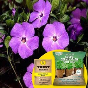 TrustBasket Vinca Purple (Hybrid) Seeds with Free Germination Potting ...