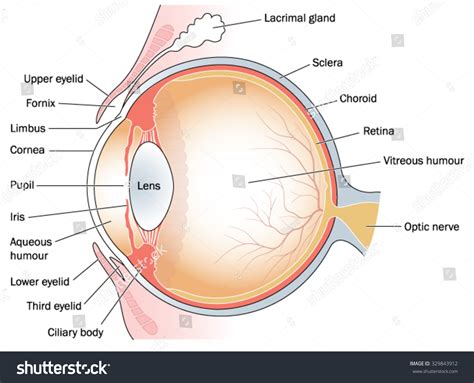 Cross Section Through Eye Eyelids Including Stock Vector (Royalty Free ...