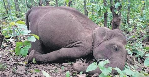 Elephant Dies After Stepping On Live Wire