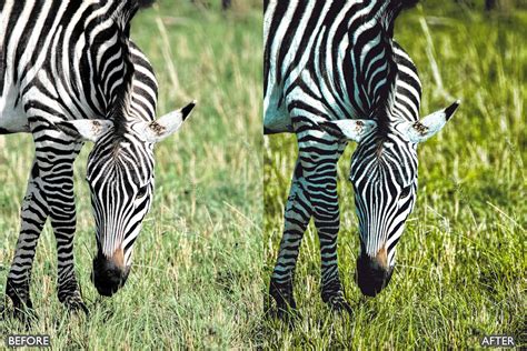 Wild Life Animal Lightroom Presets Pack, Add-ons | GraphicRiver