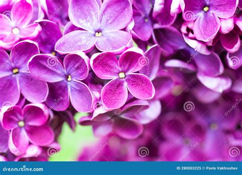 Purple Lilac Flowers Macro Background Stock Image - Image of growth ...