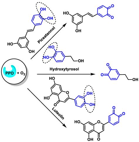 Polyphenols as Antioxidant/Pro-Oxidant Compounds and Donors of Reducing ...