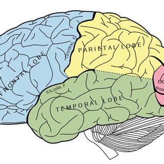 Image result for Prefrontal Cortex Front Perspective