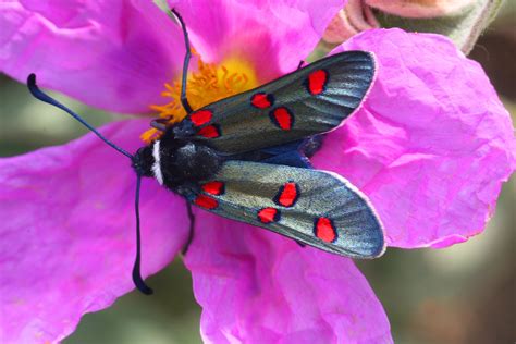 1366x768 wallpaper | red and black moth | Peakpx