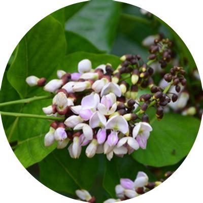 Karanja (Pongamia glabra) – Millennium Herbal Care Limited