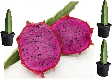 Green view® Combo pack of 3 Rare Purple Hedge Variety Dragon Fruit Live ...