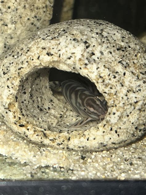 Todd caught lacking : r/Aquariums