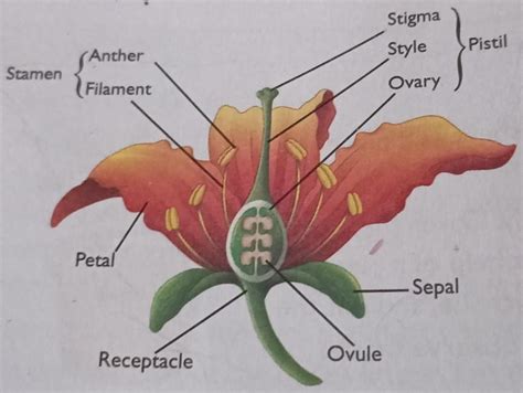 draw a well-labelled diagram of a flower and explain about a me and ...