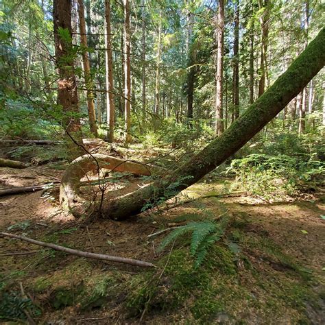 Saratoga Woods (Langley) - All You Need to Know BEFORE You Go