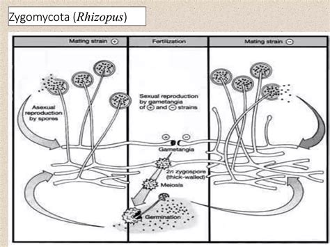 Rhizopus | PPTX