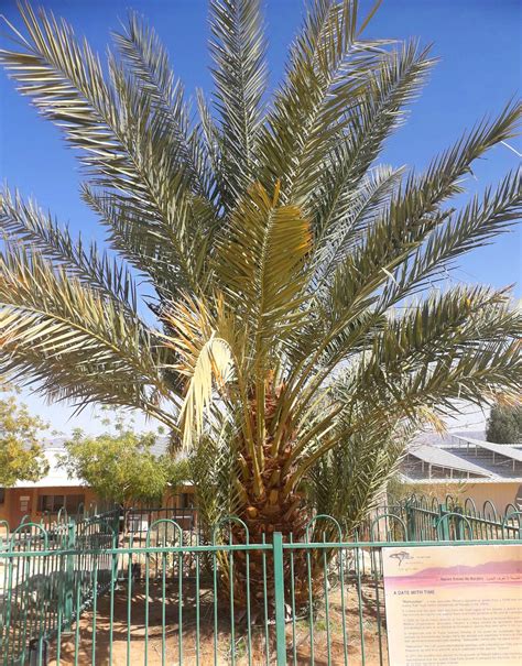 Researchers Sequence Genomes of Revived 2,000-Year-Old Date Palms ...