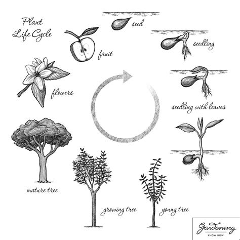 Basic Plant Life Cycle And The Life Cycle Of A Flowering Plant ...