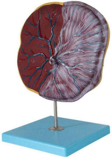 Human Anatomical Placenta Model Placenta Model With Digital ...