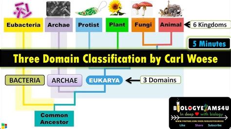 Image result for Three Domain Classification System