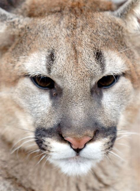 Aiken Officials: Pet Mountain Lion Missing | wltx.com