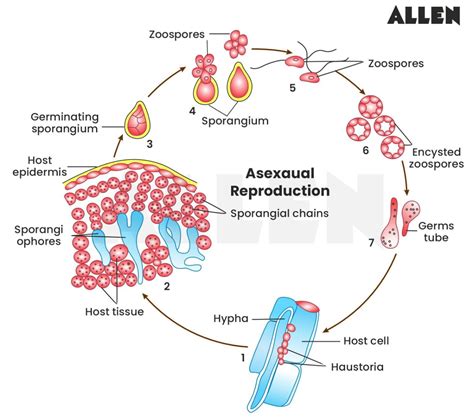 Life Cycle of Albugo: Classification, Habitats, Reproduction