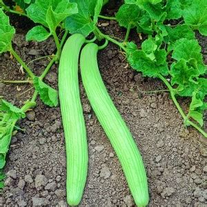 ENINE Vegetable Seeds Cucumber Kakdi Seeds Long Melon DF223 Seed Price ...