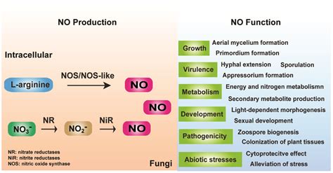 Nitric Oxide in Fungi: Production and Function[v1] | Preprints.org