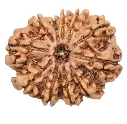 Buy VIBHA GEMS Genuine Gyarah Mukhi Rudraksha With Capping Purest Round ...