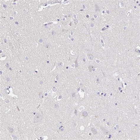 Image result for Timeless Protein