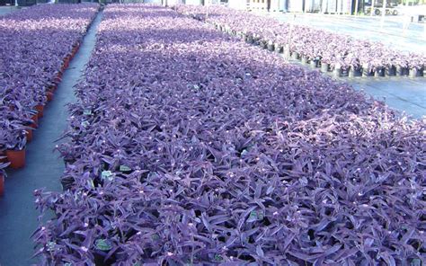 Ground Cover Plants for Landscaping | Kumaran Nursery Garden Vadipatti ...