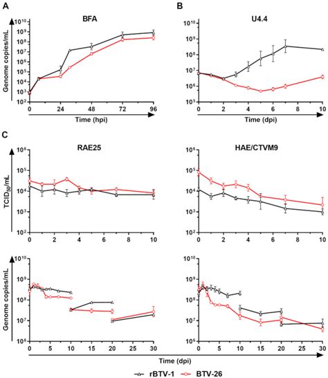 An Early Block in the Replication of the Atypical Bluetongue Virus ...