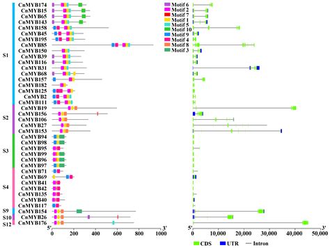 Genome-Wide Identification and Expression Analysis of MYB Transcription ...