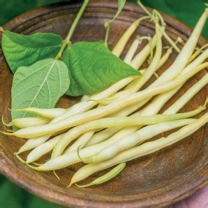 DIOART Beans Seed Price in India - Buy DIOART Beans Seed online at ...