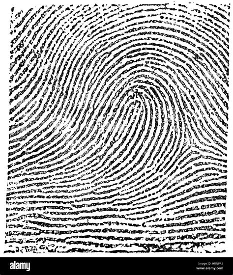 Image result for Loop Fingerprint