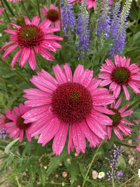 Organic demonstration garden tour, Garden Organic, Coventry, 1 August ...