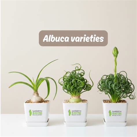 Albuca varieties – Samarth Cactus Nursery