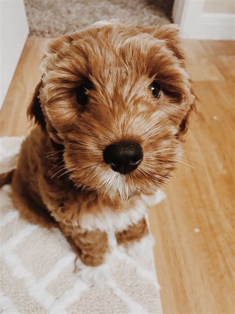 Image result for Cockapoo Puppy